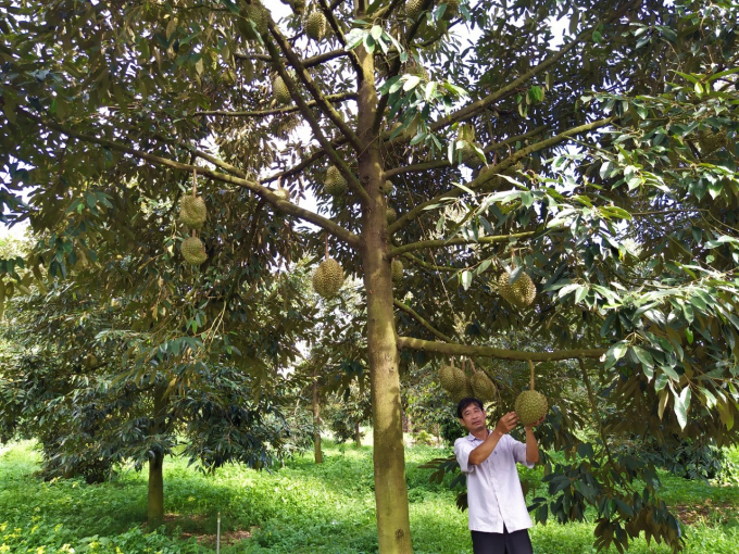 Quy Trình Trồng Sầu Riêng Hữu Cơ