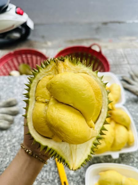 Top 4: Sầu riêng Cái Mơn Bến Tre