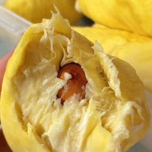 Sầu Riêng Bị Nhạt Nguyên Nhân & Mẹo Xử Lý