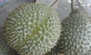 Sầu riêng bí rợ là gì? Đặc điểm và nguồn gốc của sầu riêng bí rợ