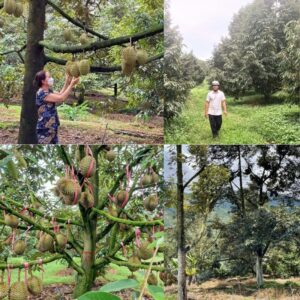 5+ Địa Chỉ Vườn Sầu Riêng Bình Phước Canh Tác Chuẩn