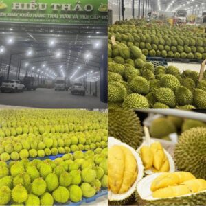 Top 5+ Địa Chỉ Mua Sầu Riêng Cai Lậy Uy Tín