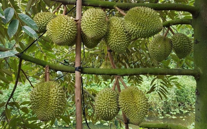 Sầu riêng Ri6 Bến Tre