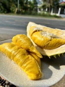 Sầu Riêng Chanee Là Gì? Nguồn Gốc & Đặc Điểm