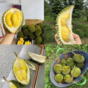 Top 5 Địa Mua Sầu Riêng Đà Lạt Uy Tín Chất Lượng