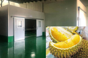 Sầu Riêng Đông Lạnh & Cách Cấp Đông Sầu Riêng Xuất Khẩu