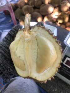 Sầu Riêng Hạt Truyền Thống: Đặc Điểm Và Nguồn Gốc