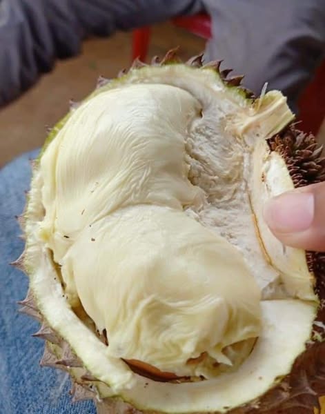 Thành phần dinh dưỡng dồi dào của sầu riêng hạt truyền thống