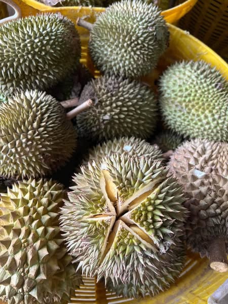 Giá trị kinh tế của giống sầu riêng hạt truyền thống hiện nay