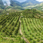 Mô Hình Vườn Sầu Riêng Hữu Cơ Organic Thân Thiện