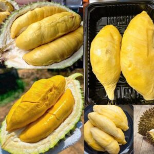 Tổng Hợp Các Giống Sầu Riêng Indonesia Phổ Biến