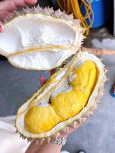 Sầu Riêng Kampot Campuchia Có Ngon Không? Đặc Điểm Nổi Bật