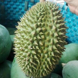 Sầu Riêng Khổ Qua Là Gì? Đặc Điểm Sầu Riêng Khổ Qua Xanh, Vàng