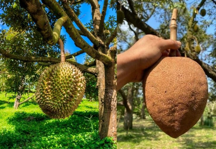 Đặc điểm sầu không gai giống mới tại Giasaurieng
