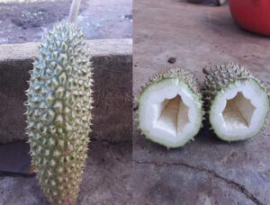 Sầu Riêng Không Hạt Đặc Điểm & Cách Nhận Biết