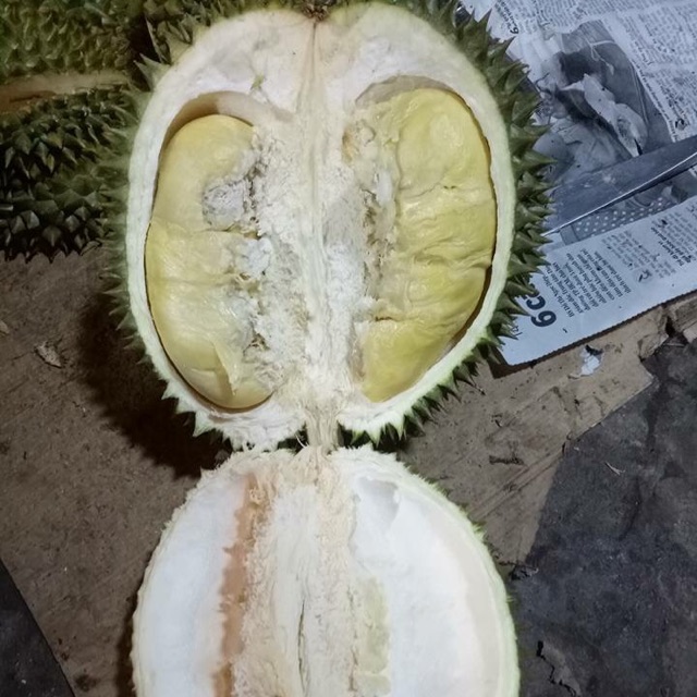 Đặc điểm nổi bật của sầu riêng ruột trắng