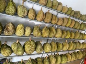Sầu Riêng Ở Đâu Ngon? Các Loại Sầu Riêng Ngon Nhất Việt Nam