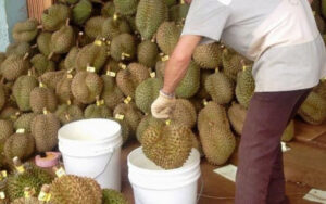 Cách Nhận Biết Sầu Riêng Nhúng Thuốc Chính Xác