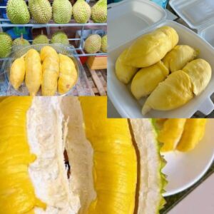 Sầu Riêng Nào Ngon? Top 3 Giống Sầu Riêng Ngon Nhất Thế Giới