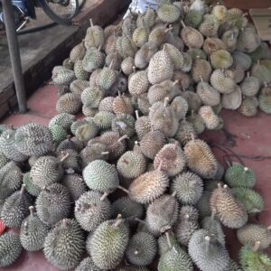 Sầu Riêng Rừng Có Ngon Không? Đặc Điểm Nhận Biết