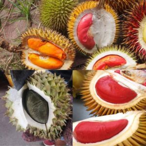 Sầu Riêng Ruột Đen, Ruột Tím, Ruột Cam Có Thật Không?