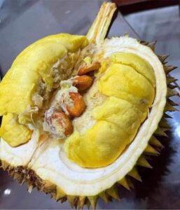 Sầu Riêng Sữa Là Gì? Sầu Sữa Hạt Lép Có Ngon Không?