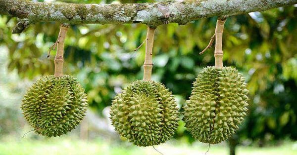 Cách chọn mua và bảo quản sầu riêng ruột xanh