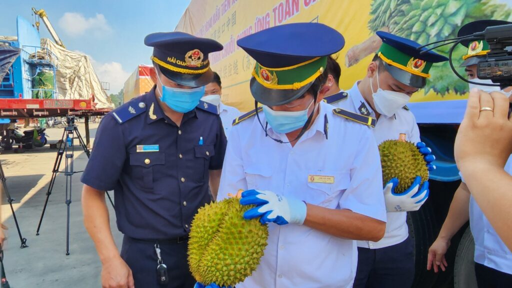 Hướng Dẫn Xuất Khẩu Sầu Riêng Sang Mỹ Chi Tiết Từng Bước