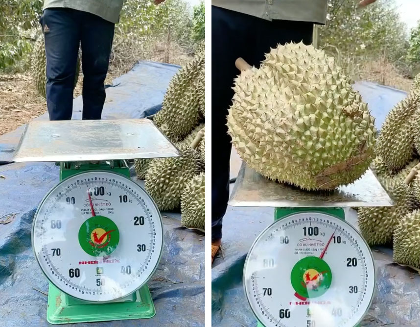Đặc điểm đặc biệt nhất của giống sầu Monthong