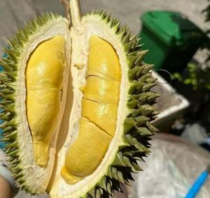 Sầu Riêng Gai Nhím Là Gì? Đặc Điểm Và Nguồn Gốc