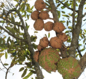 Sầu Riêng Không Gai Là Gì? Đặc Điểm Sầu Không Gai Giống Mới