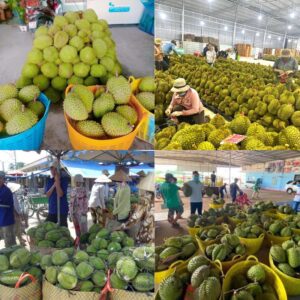 Top 5 Tỉnh Trồng Sầu Riêng Nhiều Nhất Việt Nam