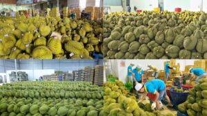 Top 5 Vựa Cung Cấp Sầu Riêng Giá Sỉ Tốt Nhất Hiện Nay