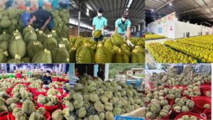 Top 7+ Vựa Sầu Riêng Bảo Lộc Uy Tín Giá Tốt