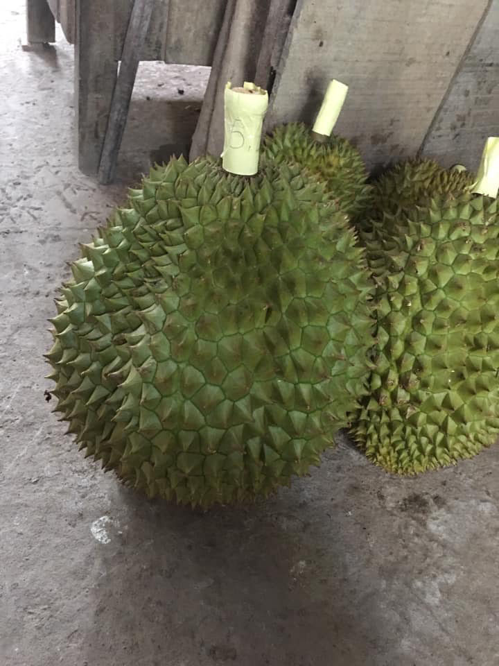 Địa chỉ uy tín mua sầu riêng Cái Mơn