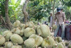 Vựa sầu riêng Hậu Giang