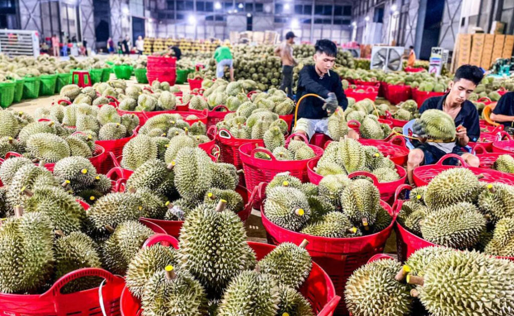 Vựa sầu riêng Lộc Phát