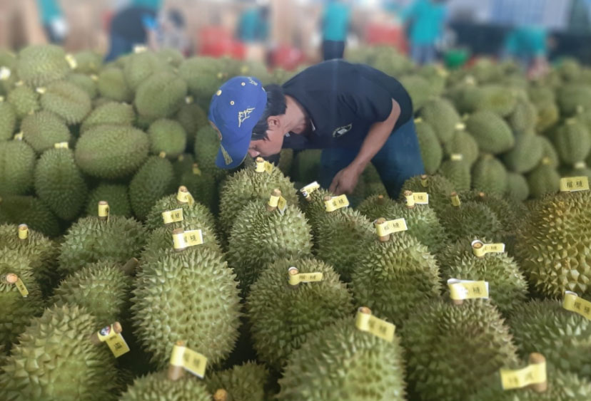 Vựa sầu riêng Tiến Nhi