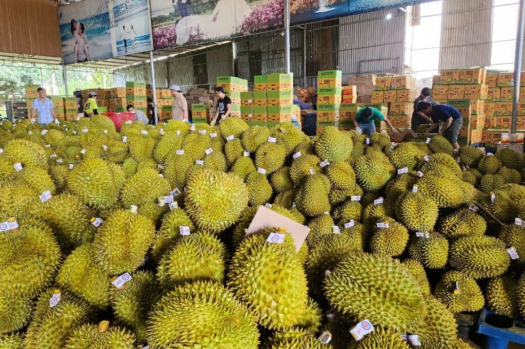 Vựa sầu riêng Trường Lộc