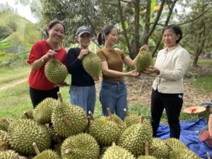 Vườn sầu riêng 8 Chinh