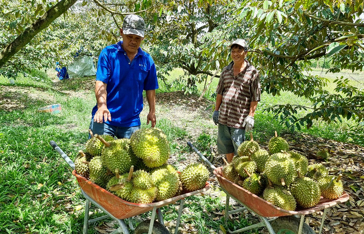 Vườn sầu riêng Ba Đậm