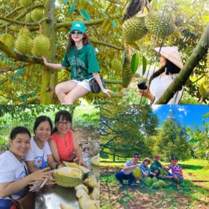 Top 5+ Vườn Sầu Riêng Bến Tre Tham Quan Ấn Tượng