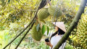 Vườn sầu riêng Bến Tre Ba Ngói