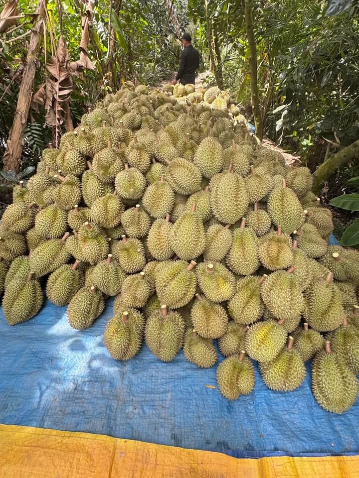 Vườn sầu riêng Cái Bè