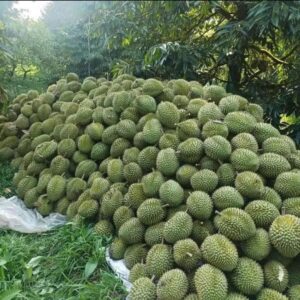 Vườn sầu riêng Cai Lậy