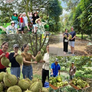 Top 5+ Vườn Sầu Riêng Cần Thơ Sinh Thái Ấn Tượng