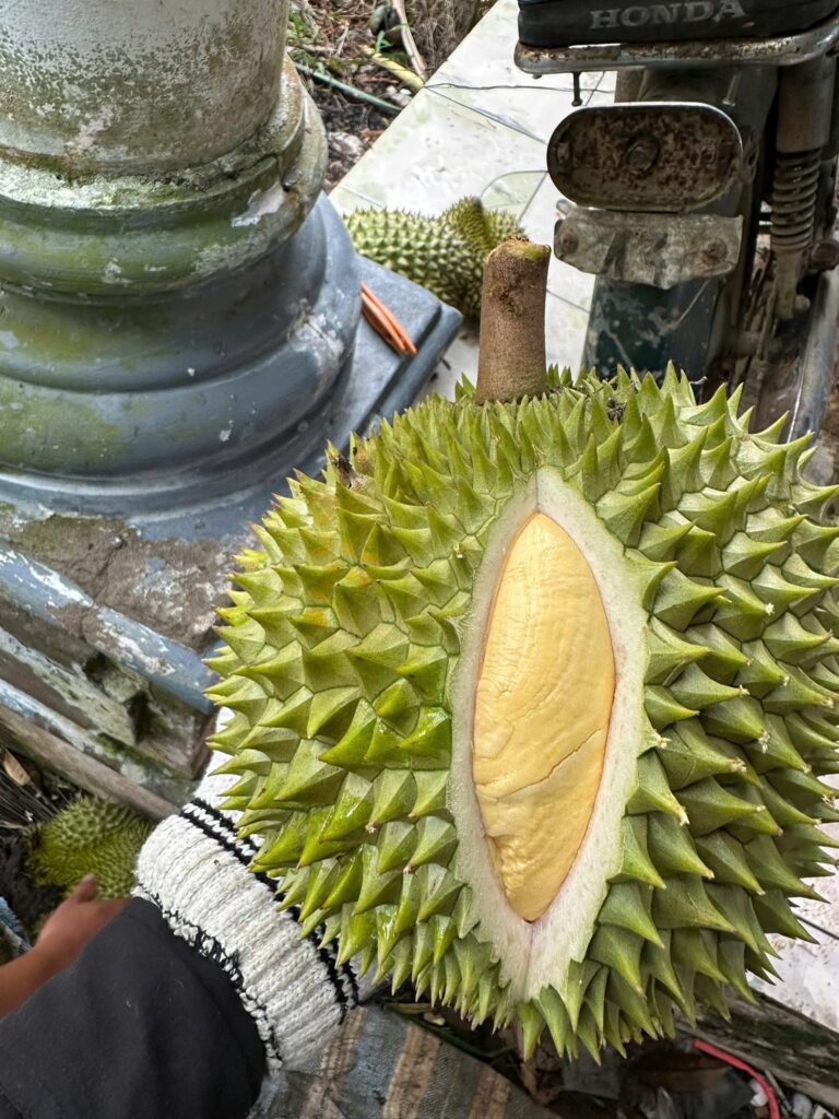 Vườn sầu riêng Chính Thương