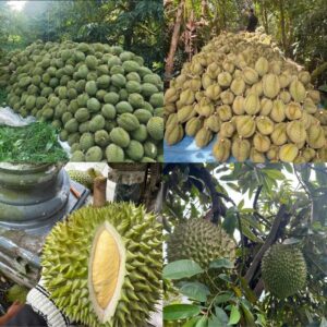 Top 5+ Vườn Sầu Riêng Tiền Giang Tiêu Chuẩn Sinh Thái