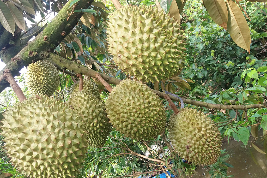 Bỏ túi những lưu ý khi ghé thăm vườn sầu riêng Cần Thơ