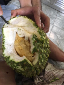 Lỡ Bổ Sầu Riêng Chưa Chín Phải Làm Sao? Xử Lý & Bảo Quản